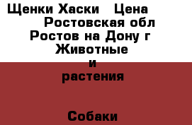 Щенки Хаски › Цена ­ 10 000 - Ростовская обл., Ростов-на-Дону г. Животные и растения » Собаки   . Ростовская обл.,Ростов-на-Дону г.